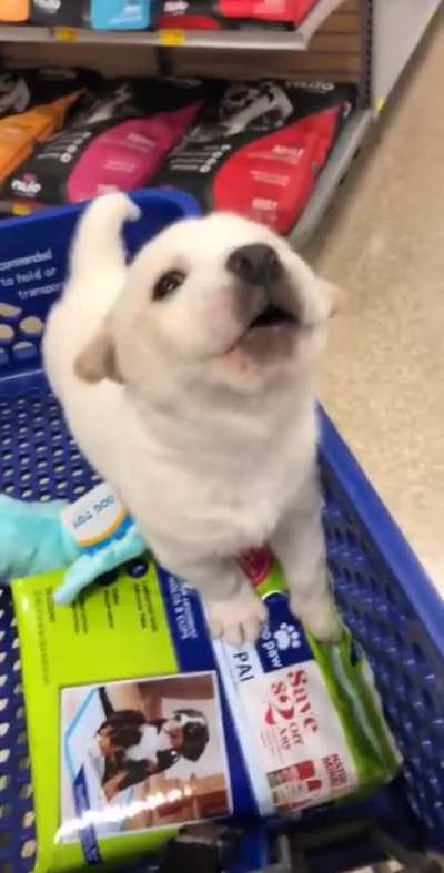 Wolf Wannabe 😂🐺 so cute
