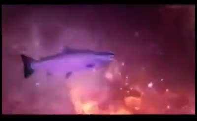 What Fish Really Experience, When Released...