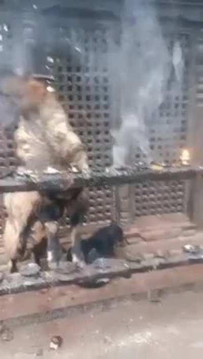 Goats in Nepal be built different