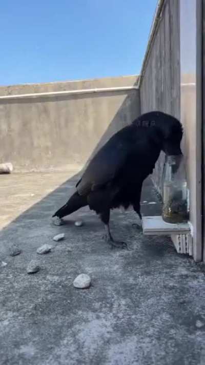 🔥One smart bird!