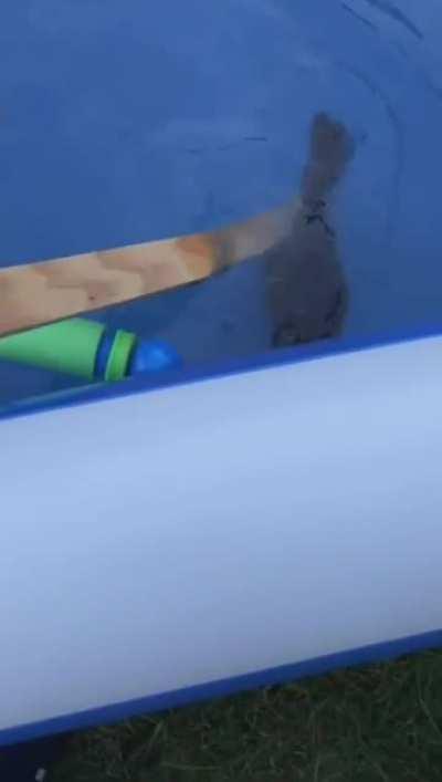 A guy pulls a poor exhausted squirrel out of the pool