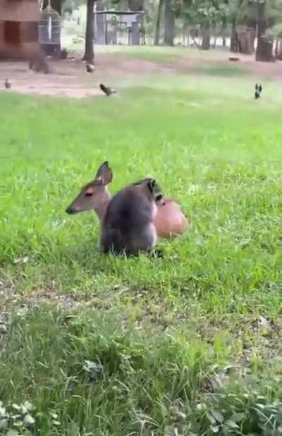 Raccoon and his deer best friend.