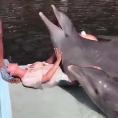 Dolphin got no chill!