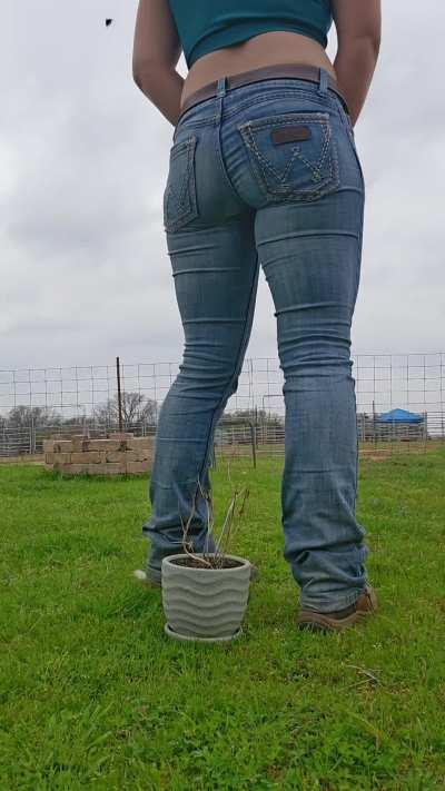 Watering my dead plant and hoping my golden nectar with revive it...