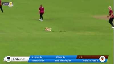 Dog runs on the pitch during cricket match. Chaos ensues.