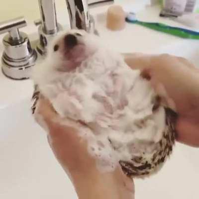 Saw this on a telegram channel - is this bad for the hedgehog? Is it enjoying the belly rubs?