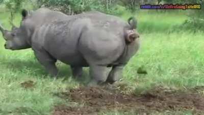 Rodditor cacatpostand pe rRomania poze facute cu telefonu