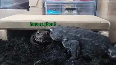 Gerald needs glasses