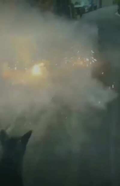 The forbidden chew toy