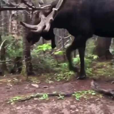 Cripps: Best I can do is 4 material units