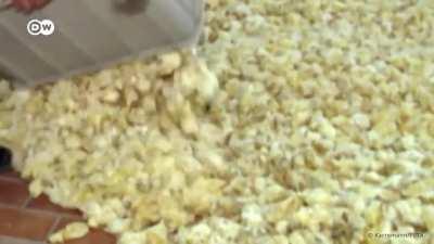 Excess chicks in the egg industry