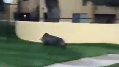 🔥 Javelina running through the streets of Tucson Arizona 🔥