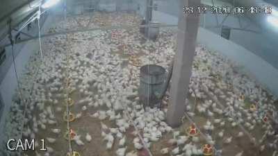 Chicken farm during an earthquake