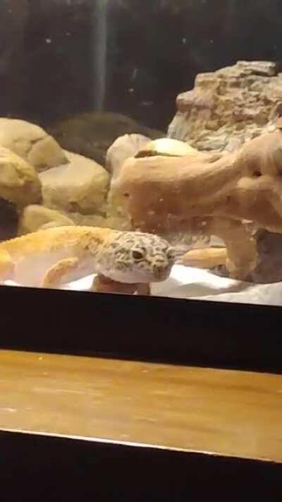 I think Topanga may have mistaken my shrimp for big boy worms.