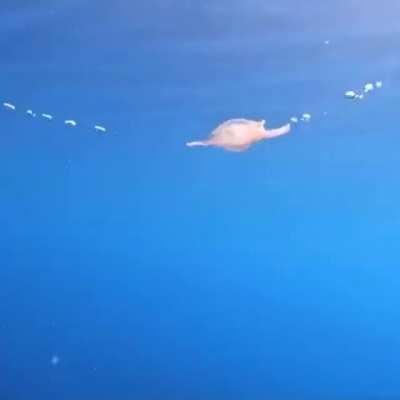 Screw this jellyfish in particular!