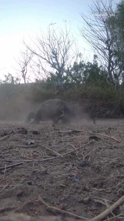 Orospunun çocuğu ejderha yine bişeyleri yiyor 