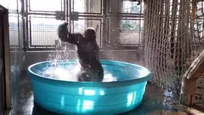 Gorilla playing in the pool and dancing.