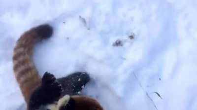 Nobody Loves Snow Like This Red Panda