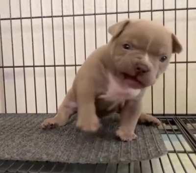 He pronounce. He ready pounce. He only weigh an ounce.