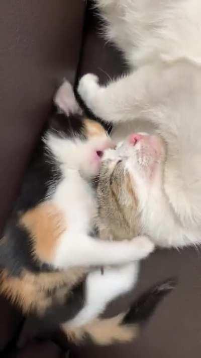 even cat moms canât escape from pestering toddlers ð