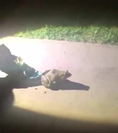 It is Wednesday my dudes