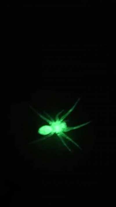 Thanks, I hate glow in the dark spiders.