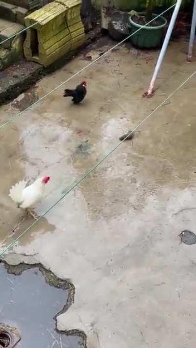 Luangameplay666 - Video #7432