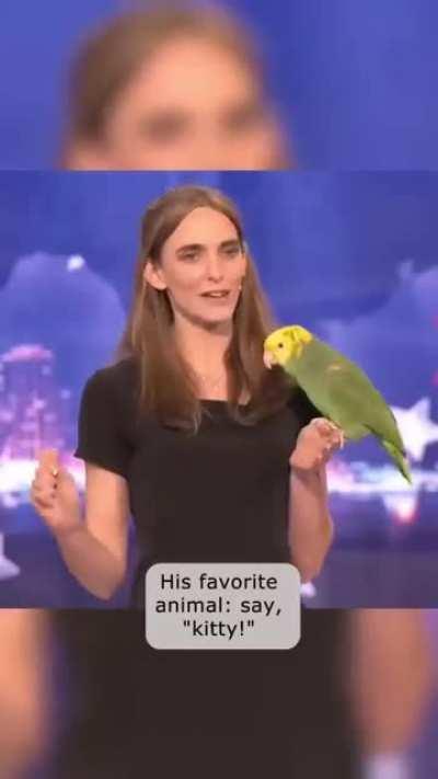 A parrot talking and singing