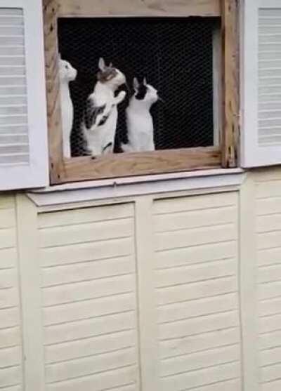 Ths Royal box at Wimbledon