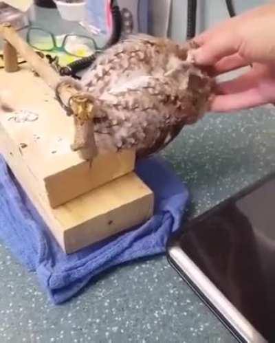 Night parrot gets amazing scritches