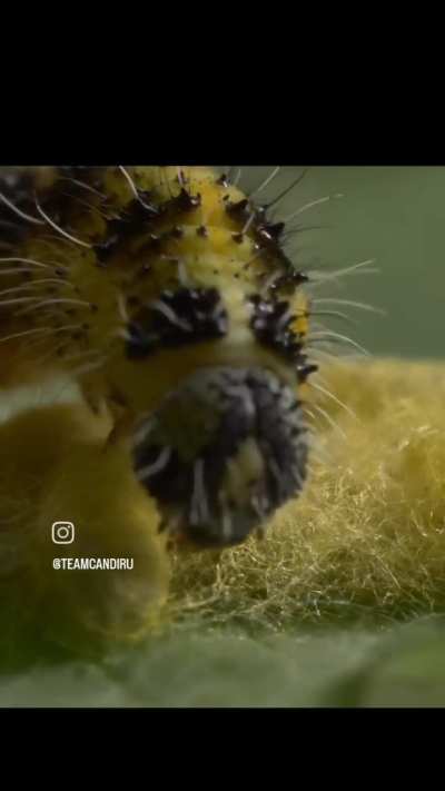 🔥 A cabbage white caterpillar in the thrall of parasitic wasps. The yellow cocoons that it's caring for contain wasp grubs that were living in its body.