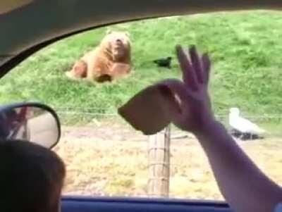 How To Feed A Piece Of Bread to Bear