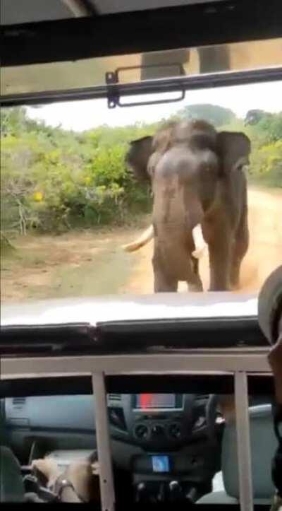 Harrasing an elephant