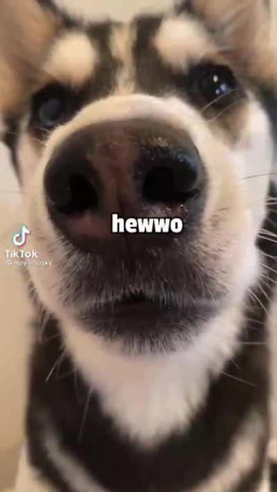 Hewwoo