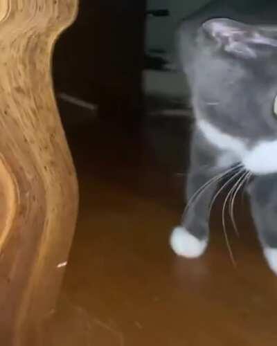 Day 2/? Of posting cat videos on the Connor Sub-Reddit