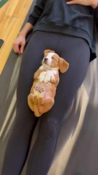 Puppy fall asleep during the meditation session.
