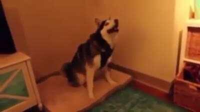 Dog sneeze over powered