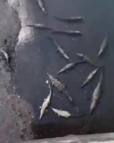 What's worse than dropping your phone? Dropping it amongst the crocodiles.