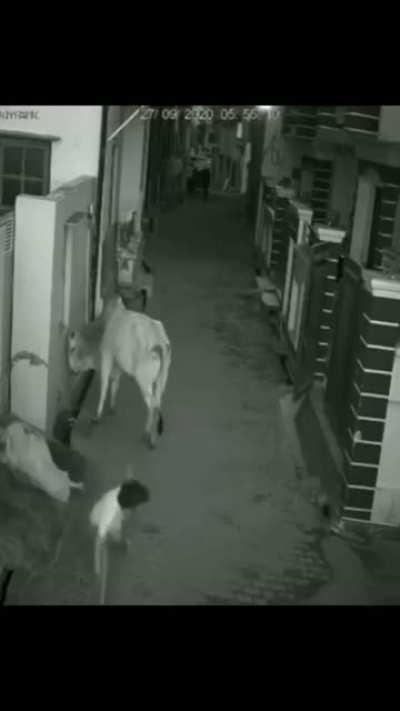 Wow! That's a full-blown attack by the bull.