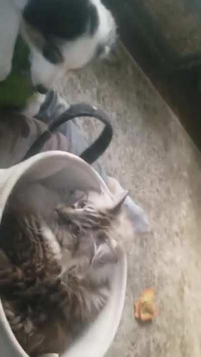 Maybe someday they will coexist