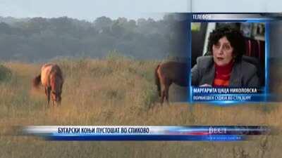 Български коне нападат Македония 😂😂😂