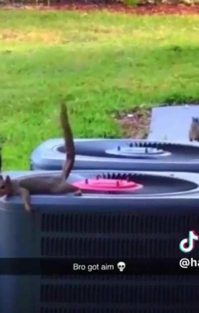 heil spez for odds💀