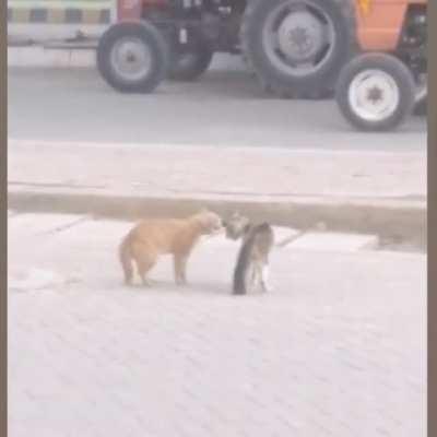 Most Funny cat 🐈 Fight ever seen do watch till end. 🤣