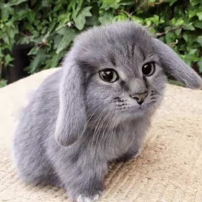 Let there be rab- what the wunk???