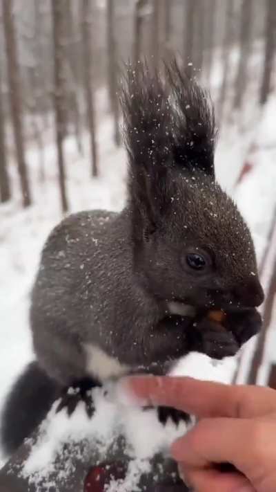 A heartwarming moment as a fluffy black squirrel eats nuts from a person’s hand in the snow.