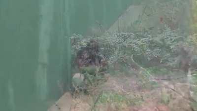 Shabani the Gorilla, sneaks out in the rain for a quick shower(his favorite thing to do)