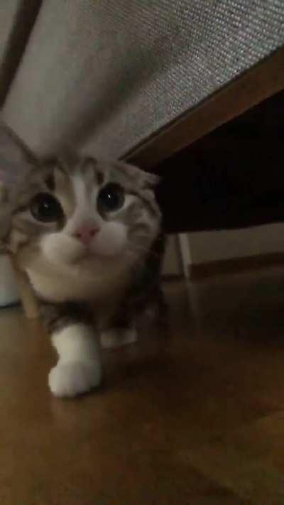 My new kitten is not allowed attention 🥺❤️