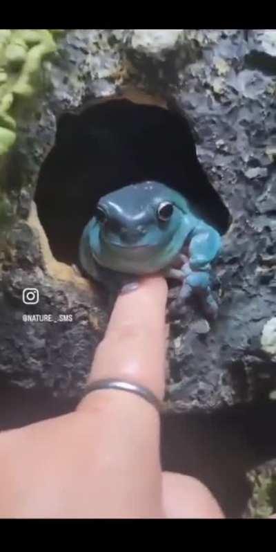 🔥 tree frog kindly greets human 🔥 