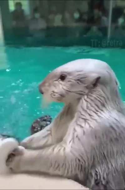 Otter trusts utterly.