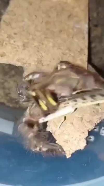 Hello, who are yo .....